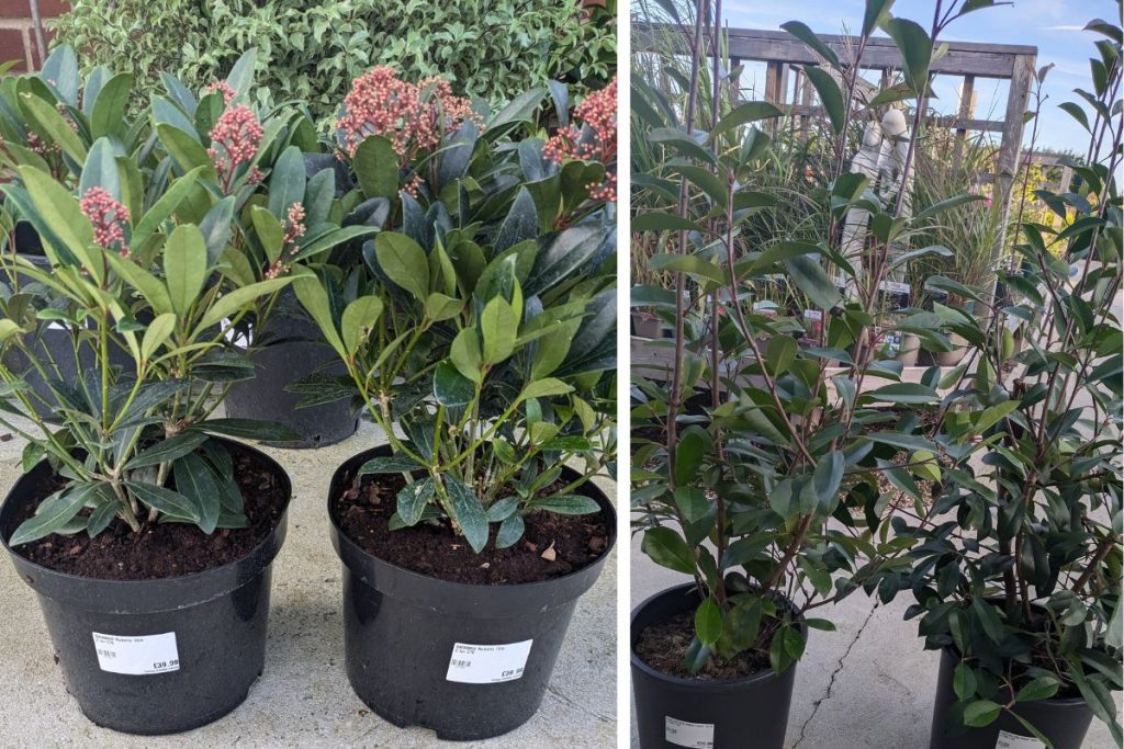 Seasonal shrubs at hilltop Garden Centre Essex