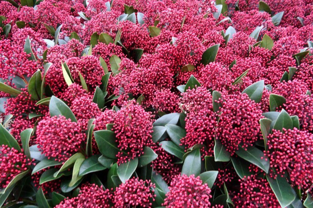 Skimmia Japonica at Hilltop Garden Centre Clacton