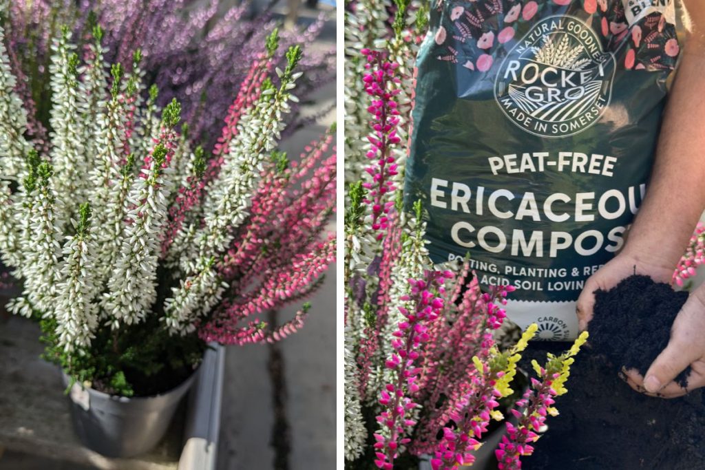 Heather at Hilltop Garden Centre clacton