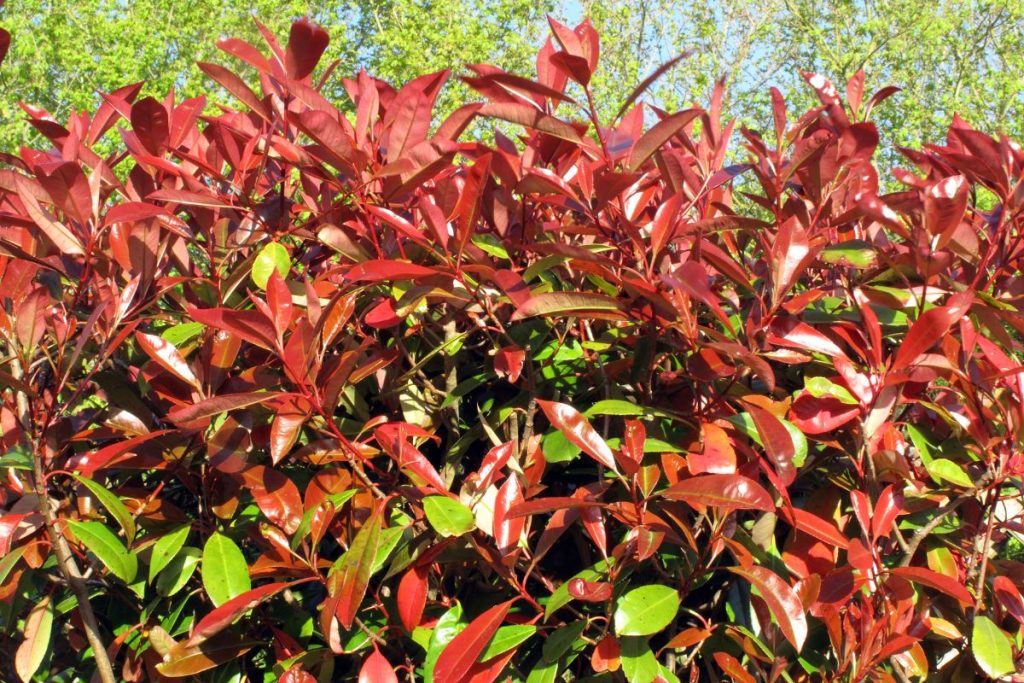 Shrubs at Hilltop Garden Centre Essex